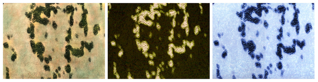 OMBRES 44.jpg