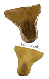 03-SEXE.jpg